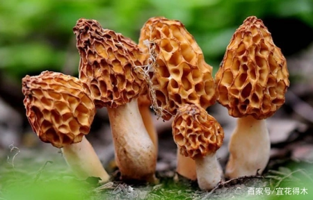 蘑菇小常识（中）10种味道鲜美的蘑菇，哪一种是菌中之王？插图64